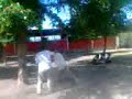 rulo vs salsero rulo vs salsero