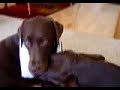 Dogs Don\