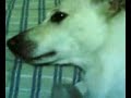 うたう犬動画