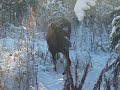 Moose with Broken Leg, 3 years later!! and with baby!
