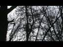 Trailer to Pink Mist o9