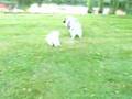Samojeed and Keeshond playing 2