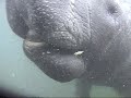 Manatees in the Mist Manatees in the Mist
