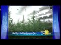 calif tax officials: legal pot would rake in $1.4b