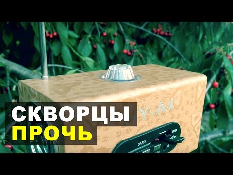 Отпугивание скворцов своими руками Отпугивание скворцов своими руками