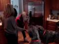 2009-01-06 | "Holy Crap!" - Irish Wolfhound Christmas Treats ~> Liadan and Mulligan were a hit with the company we had for a most beautiful, snowy Christmas day. My wife Juli fends them ... (01:12)