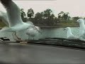 vielä 1 video, joka näyttää, että eläimet ja linnut ovat tyhmiä.nauhoitettu hauskat kotivideot ohjelmasta.recorded from program america's funniest home videos