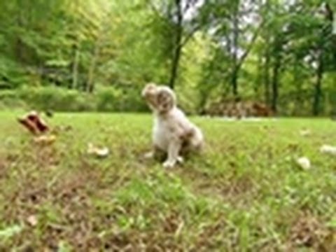 pups - At 3 1/2 weeks old, these puppies get their first taste of the great outdoors! Tune in on Saturdays @9pm on Animal Planet | For more visit http://animal.disc...
