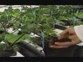 CANNA COCO - Welcome to the next level. Part 1 of 3