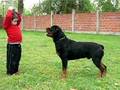 FAUSTO VOM HAUSE EDELSTEIN FENROTT ROTTWEILER ARGENTINA