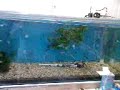 baby angelfish 2