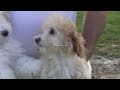 Bichon Poodle Puppies for Sale