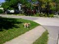Dog Chase