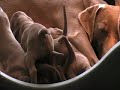 weimaraner puppies