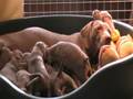 weimaraner puppies
