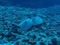 Hawaii Diving
