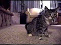 Cat Fishing starring Q-Tip the Kitten