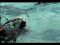 stingray-death-barb-here-it-is.html