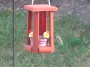 Hummingbird in backyard Hummingbird in backyard