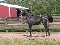 Yearling Extreme Sport Colt (Gino), May 2012.mpg