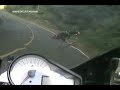 Motociclista atropella a un animal en plena carrera