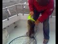 Striper fishing April 27 2008 1st catch Striper fishing April 27 2008 1st catch