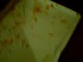 Brandumb