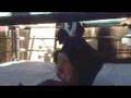 Sebastian Knight and The Lech vs Psyclown and Scarface