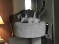 kind of you to depress orange button for subscribing. sending my moving picture to your family would be high honor for me. i our very cute kitten so much to be ever in your life? very pleaseing to eye, i hope. i maybe having powers cute beyond scientific understanding. you will please submitting to my cuteness with prepare to melt like chocolate forest clause.

forgiving my english please, as not good i am just a kitten as aforementioned. i not knowing origin maybe mother was asian and father was jewish but i are 100 percentage cute kitten for certainty.

babysitterofnalts is my caring taker. please to greet her thank you. she never harm me and she ask to making that clear. she always kind caring taker and feed me often. 
http://www.youtube.com/babysitterofnalts

http://www.kevinnalts.com

some kitten are fighting with other i see. why that?
http://www.youtube.com/watch?v=ksaywqdwux4