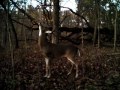 More 2011 Trail Cam video