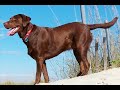 DogTalk: Chocolate Labs