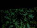 videos de Paka Paka LIghtshow  @ Earthdance 2008 w/ Ghreg on Earth