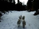 samoyeds sledding in france