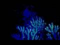 Grizzly Bear - Cheerleader - Veckatimest