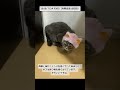 2019/7/24 その5【共同生活10日目】#保護猫 #猫