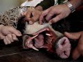 Biometria em animais silvestres Biometria em animais silvestres