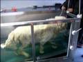videos de laika in dap st katharina in hasselt