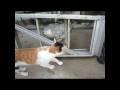 videos de Twiggy wishes for a good home