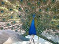 Male peacock displaying to peahen