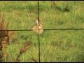 scopecam pest control shooting vid