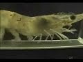 Shrimp on a Treadmill w/ The Final Countdown!