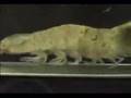 Shrimp on a Treadmill w/ The Final Countdown!