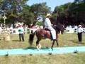 Pure Puerto Rican Paso Fino Colt, Sol Naciente