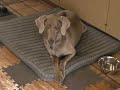 Weimaraner Contemplating