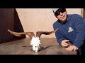 HOW TO CLEAN A SPANISH GOAT SKULL
