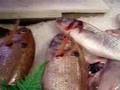 mercado de gros donostia, groseko azoka. etorri ezagutzea