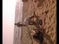 a mare cn mery e enzo2 a mare cn mery e enzo2