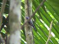 Black-and-white Warbler
