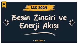 Besin Zinciri ve Enerji Akışı  LGS 2024