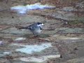 (pied wagtail) Motacilla alba (pied wagtail) Motacilla alba